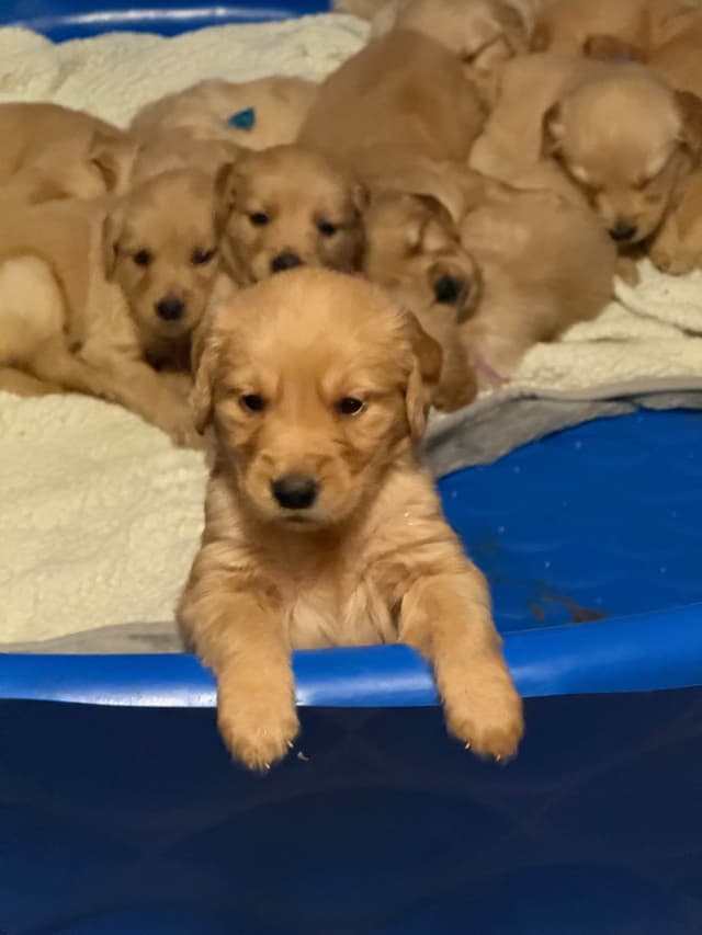 Golden Retriever Puppies media 5
