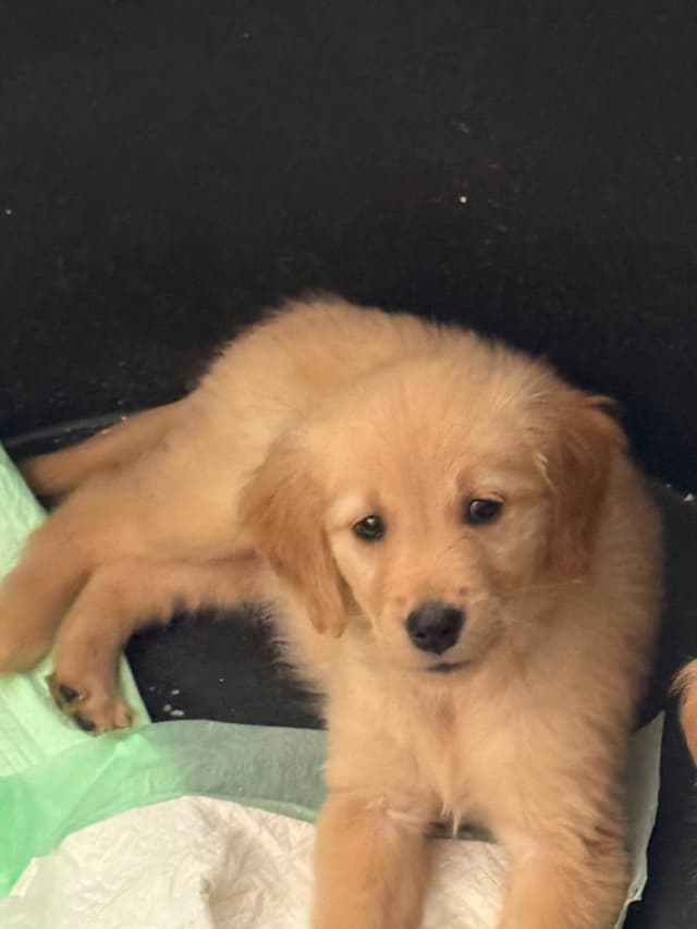 Golden Retriever Puppies media 4