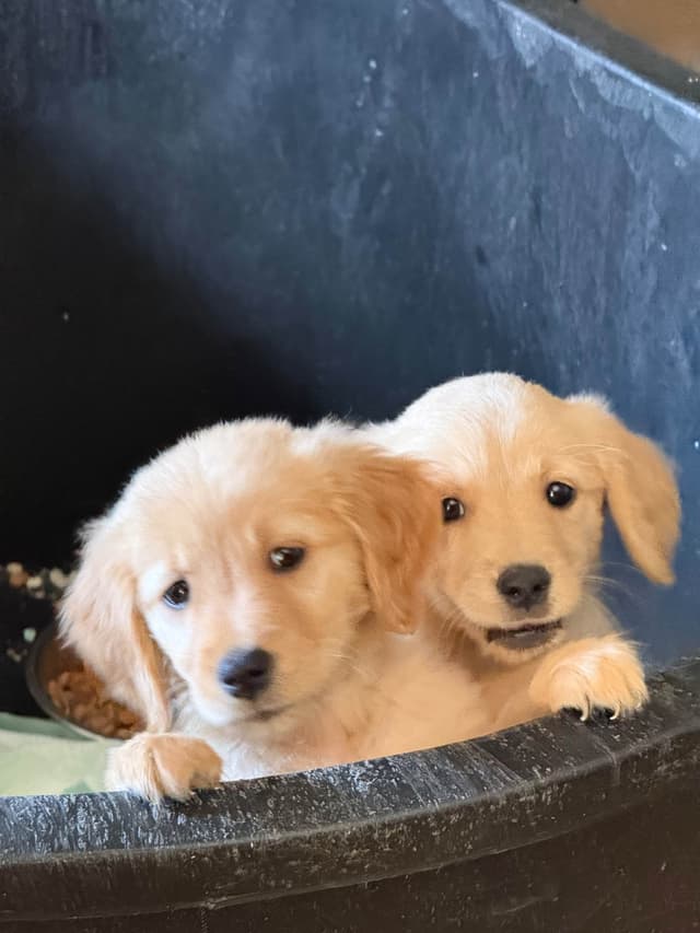 Golden Retriever Puppies media 3