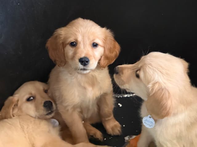 Golden Retriever Puppies media 2