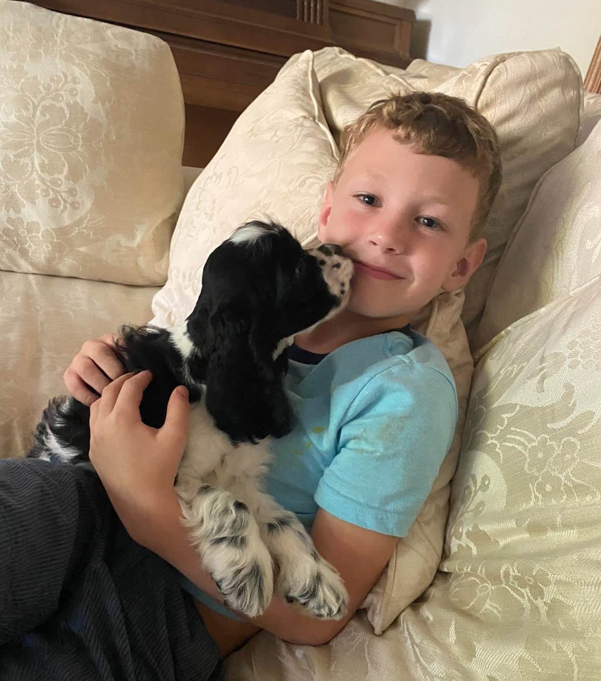 Cocker Spaniel Puppies breeder image 3