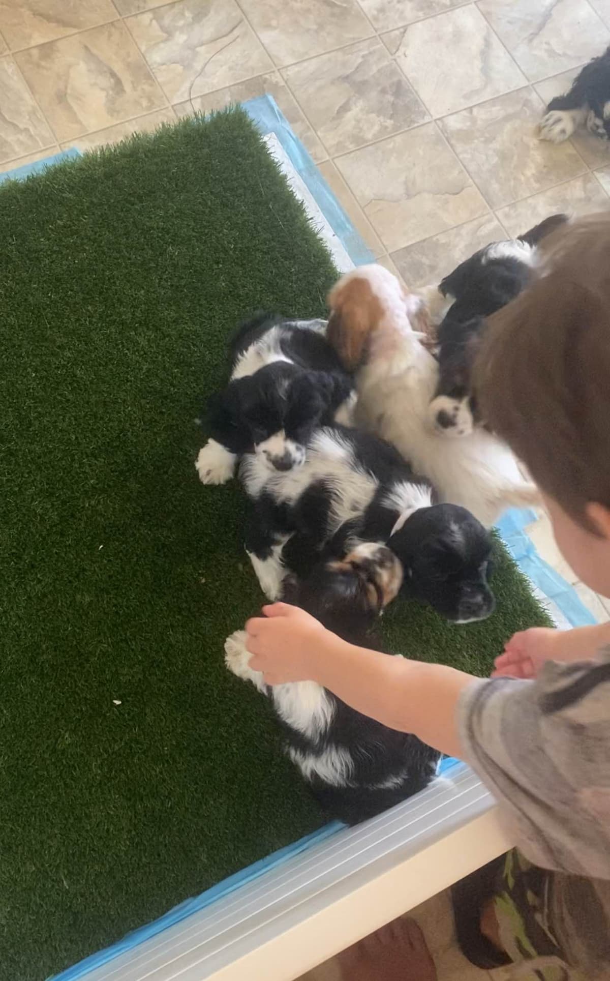 Cocker Spaniel Puppies breeder image 6