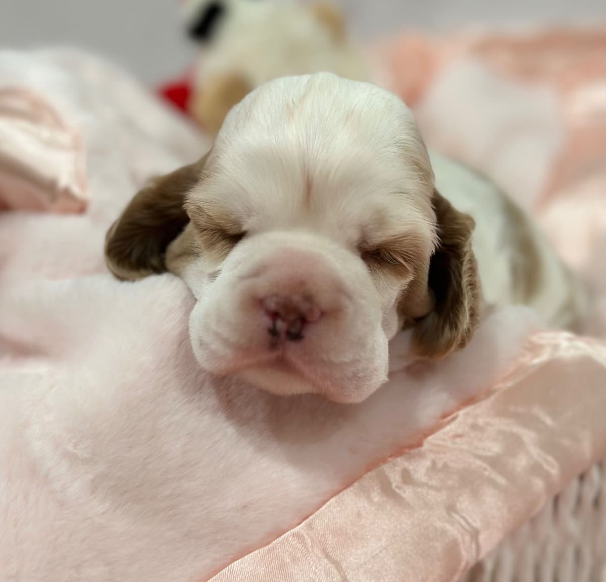 Cocker Spaniel Puppies breeder image 12