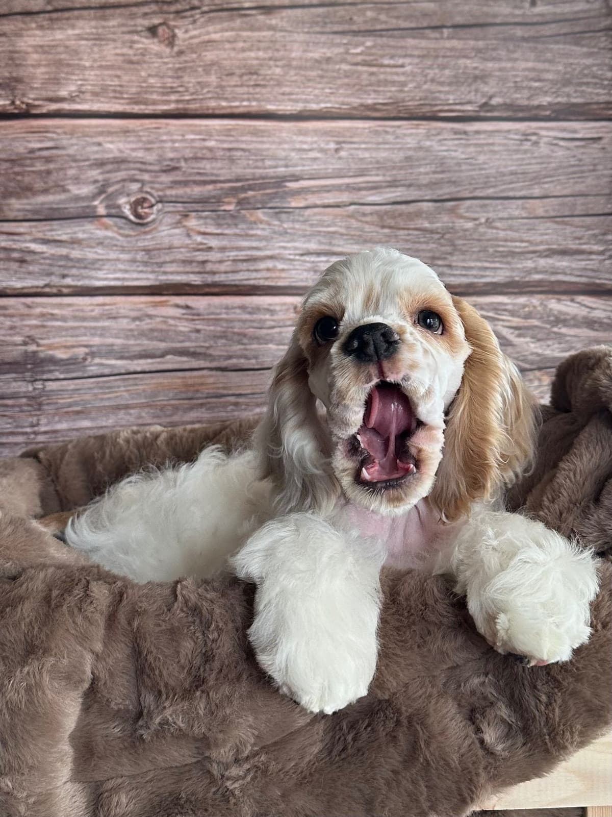 Cocker Spaniel Puppies breeder image 13