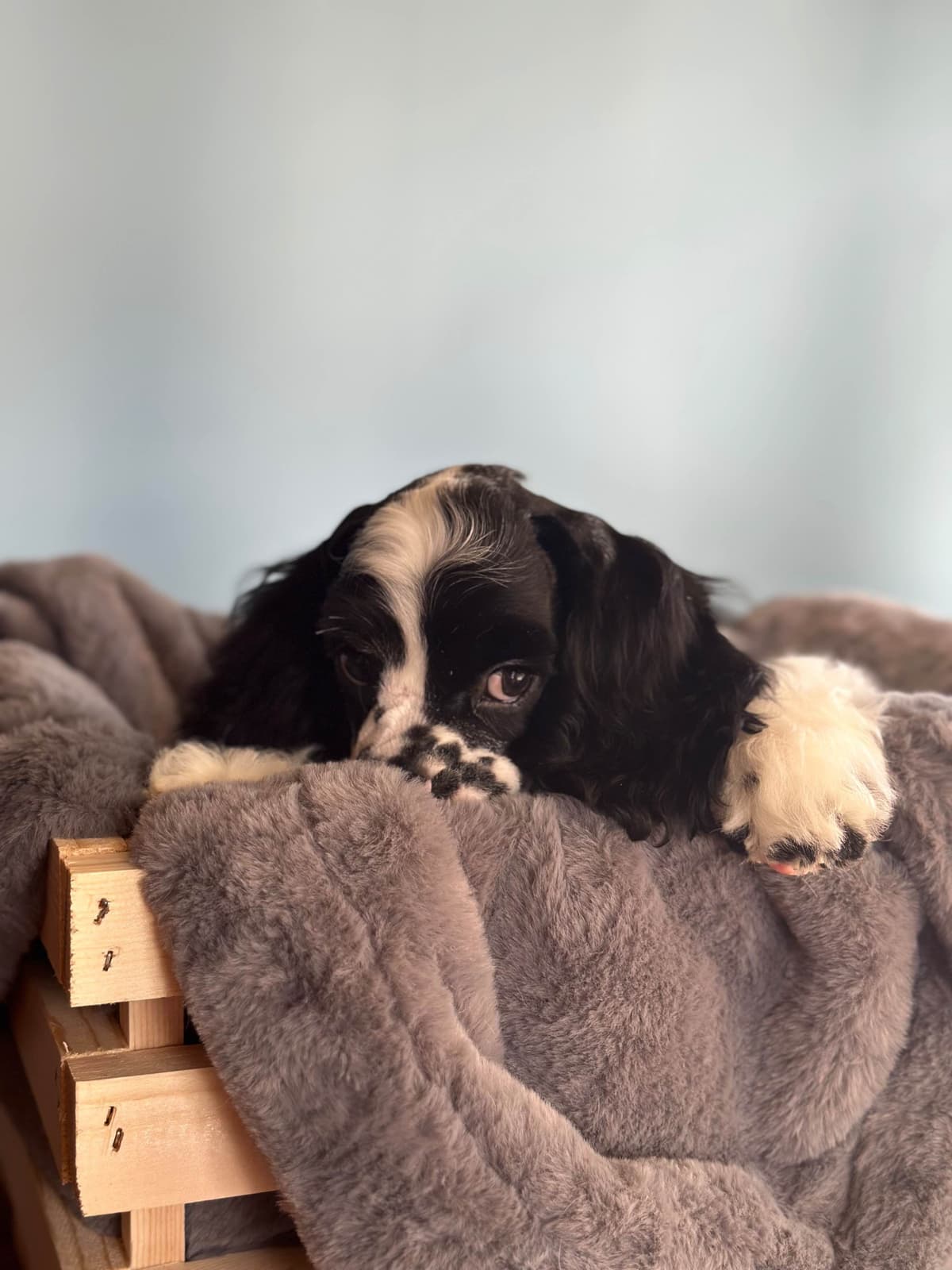 Cocker Spaniel Puppies breeder image 15