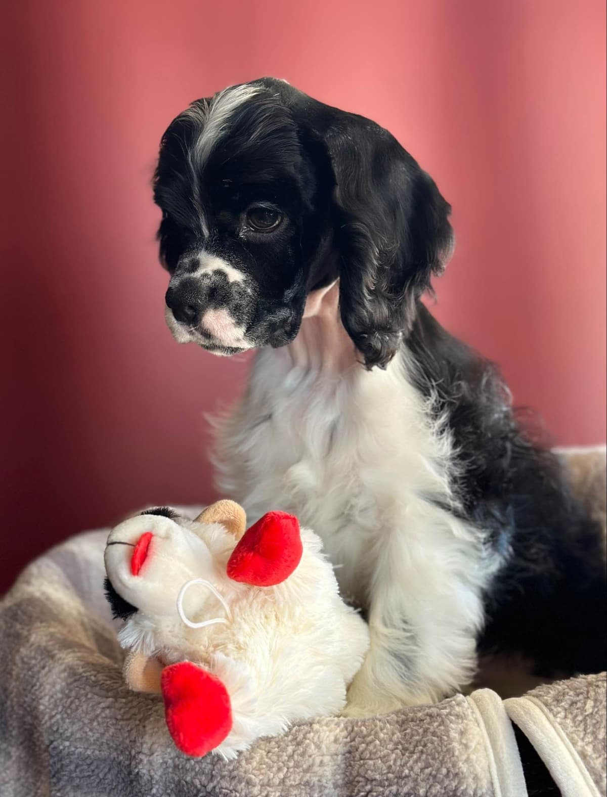 Cocker Spaniel Puppies breeder image 14