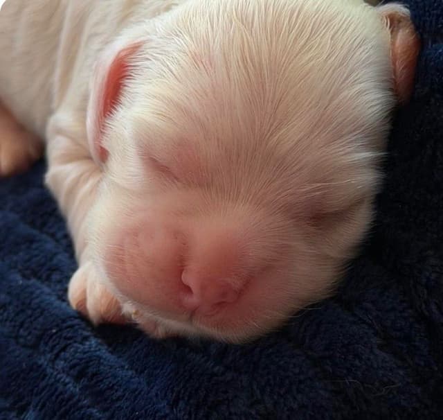 Cocker Spaniel Puppies media 3