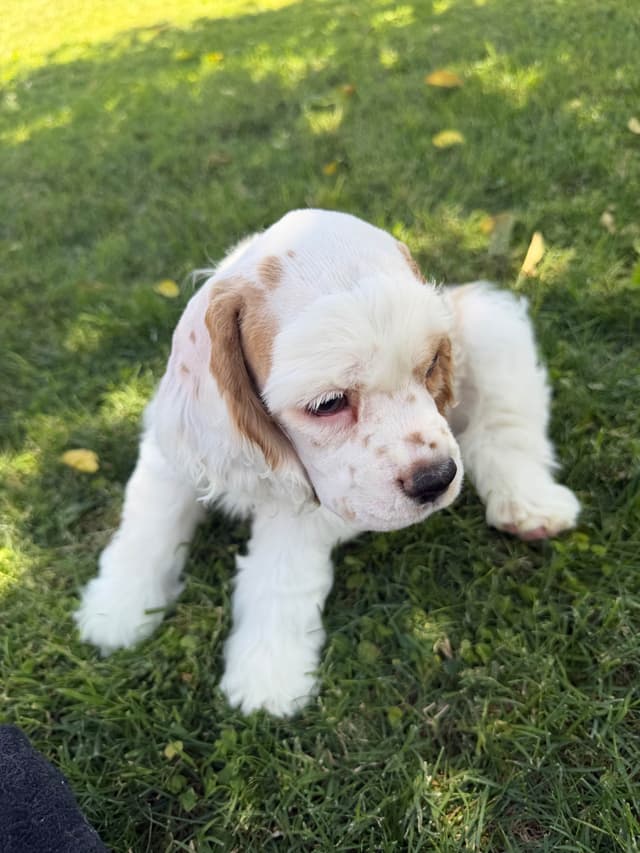 Cocker Spaniel Puppies media 4
