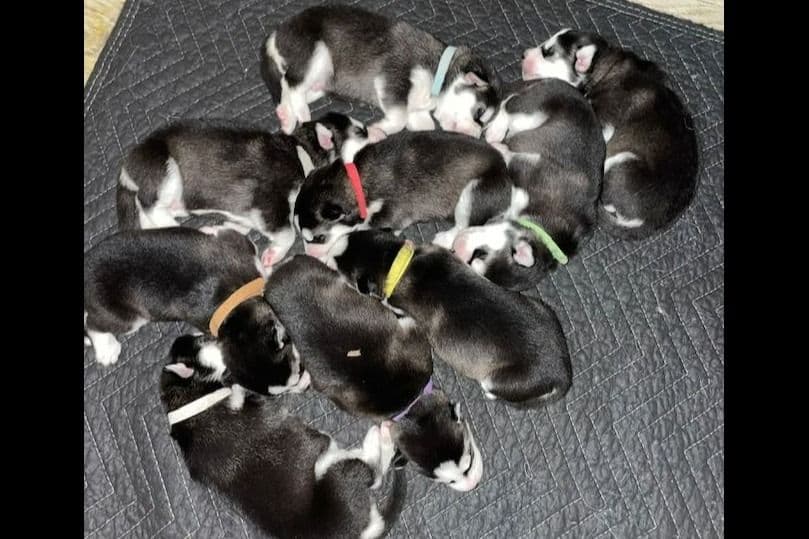 Siberian Husky Puppies Red & White breeder image 2