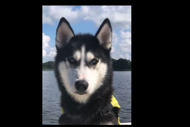 Siberian Husky Puppies Red & White breeder image 3
