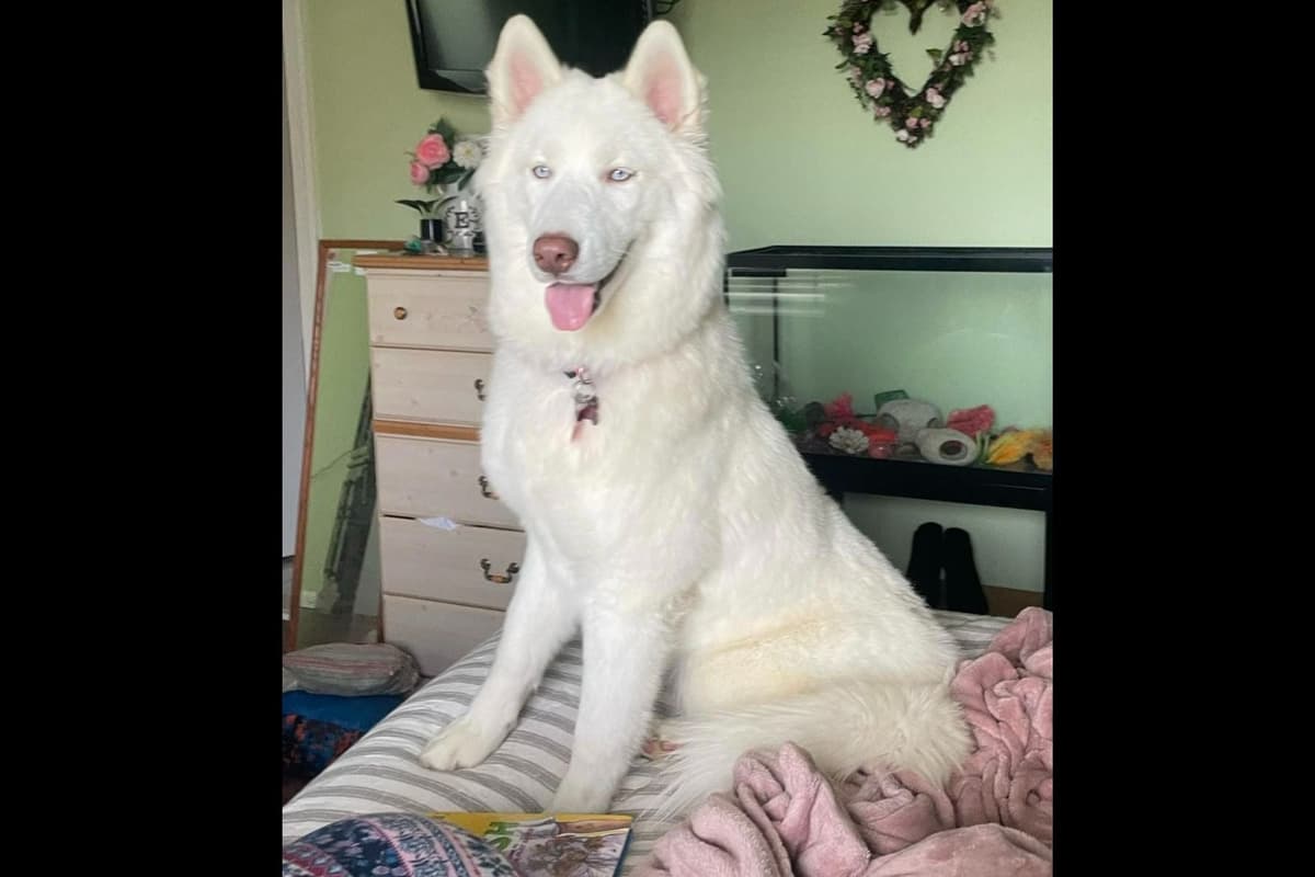 Siberian Husky Puppies Red & White breeder image 6