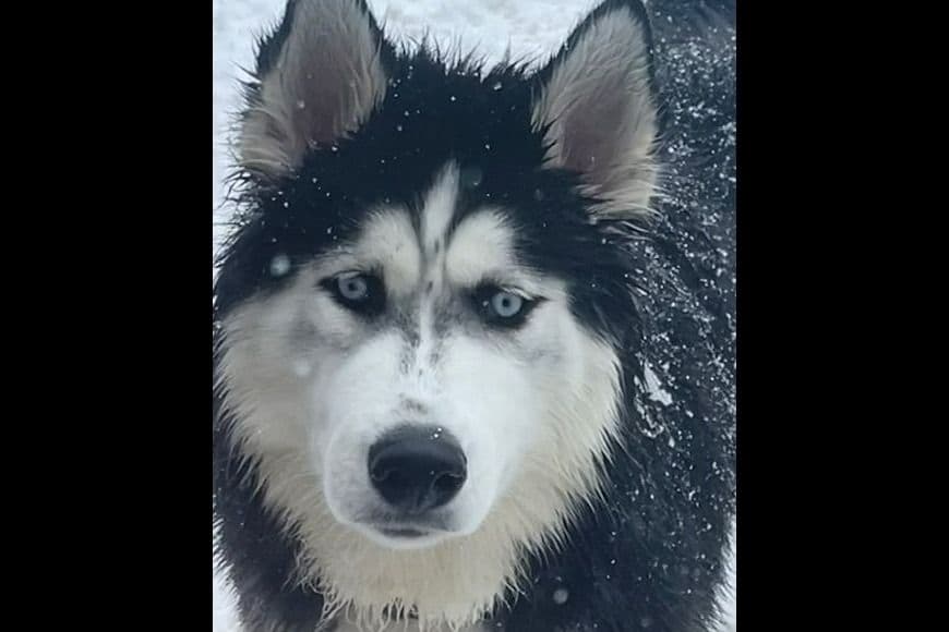 Siberian Husky Puppies Red & White breeder image 7