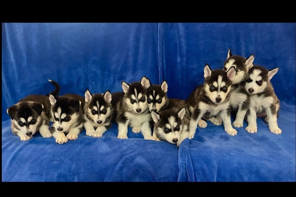 Siberian Husky Puppies Red & White breeder image 1