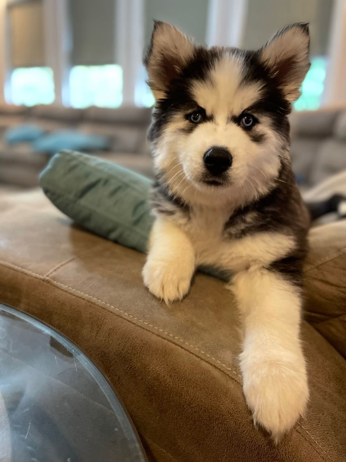 Siberian Husky Puppies Red & White breeder image 17
