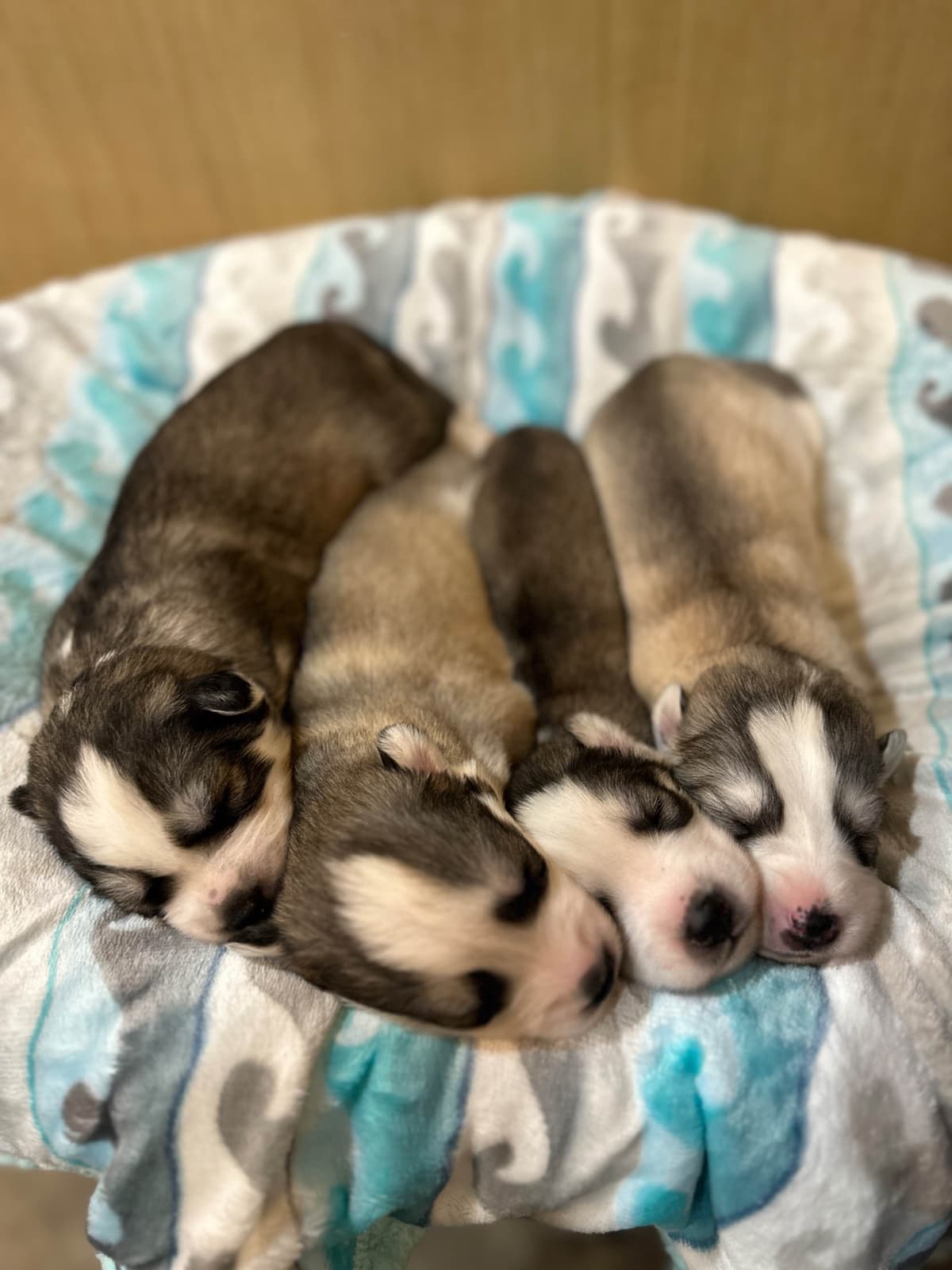 Siberian Husky Puppies Red & White breeder image 20