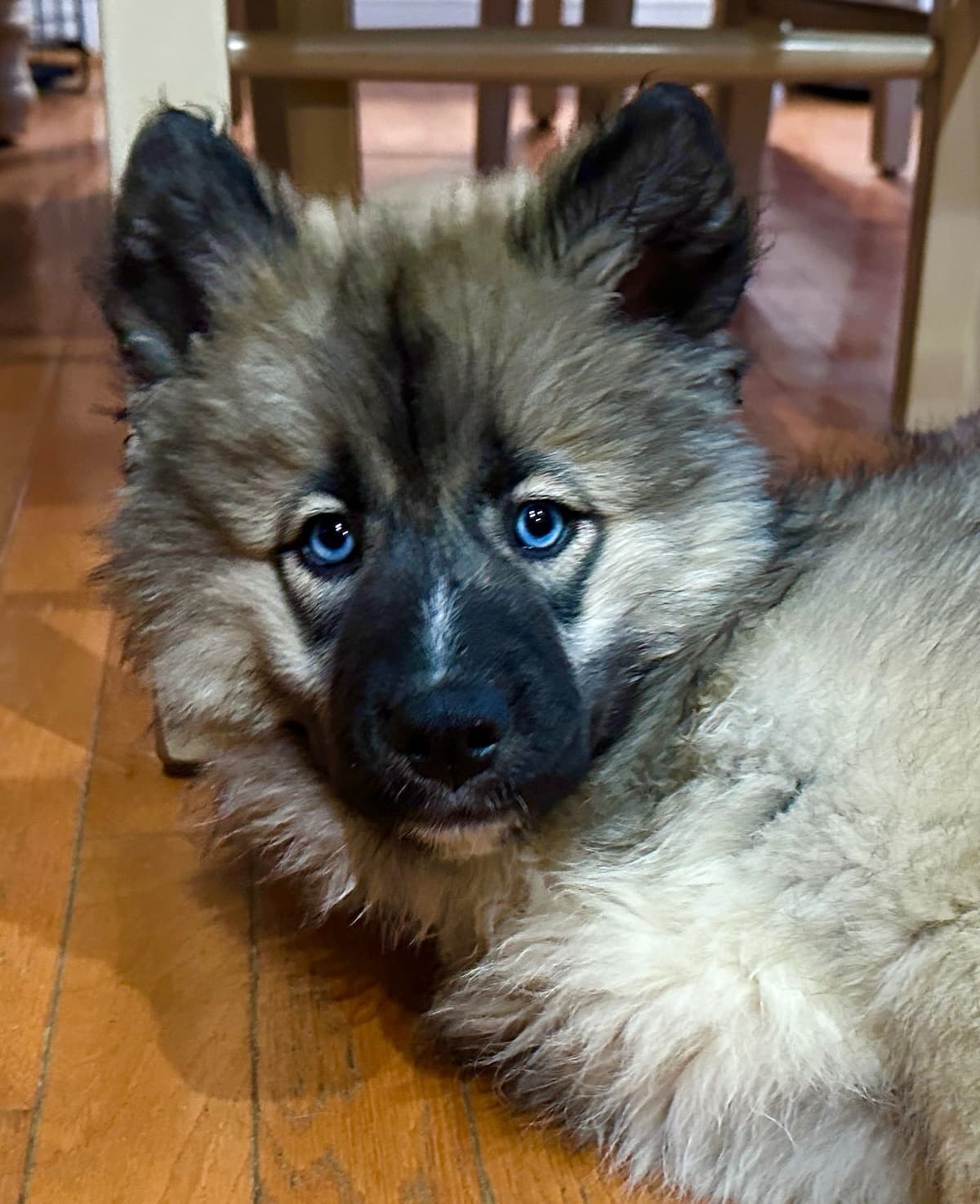 Siberian Husky Puppies Red & White breeder image 16