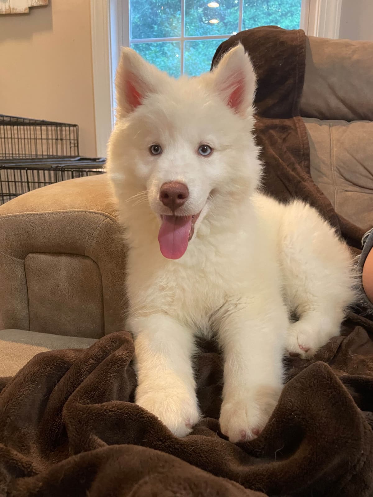 Siberian Husky Puppies Red & White breeder image 21