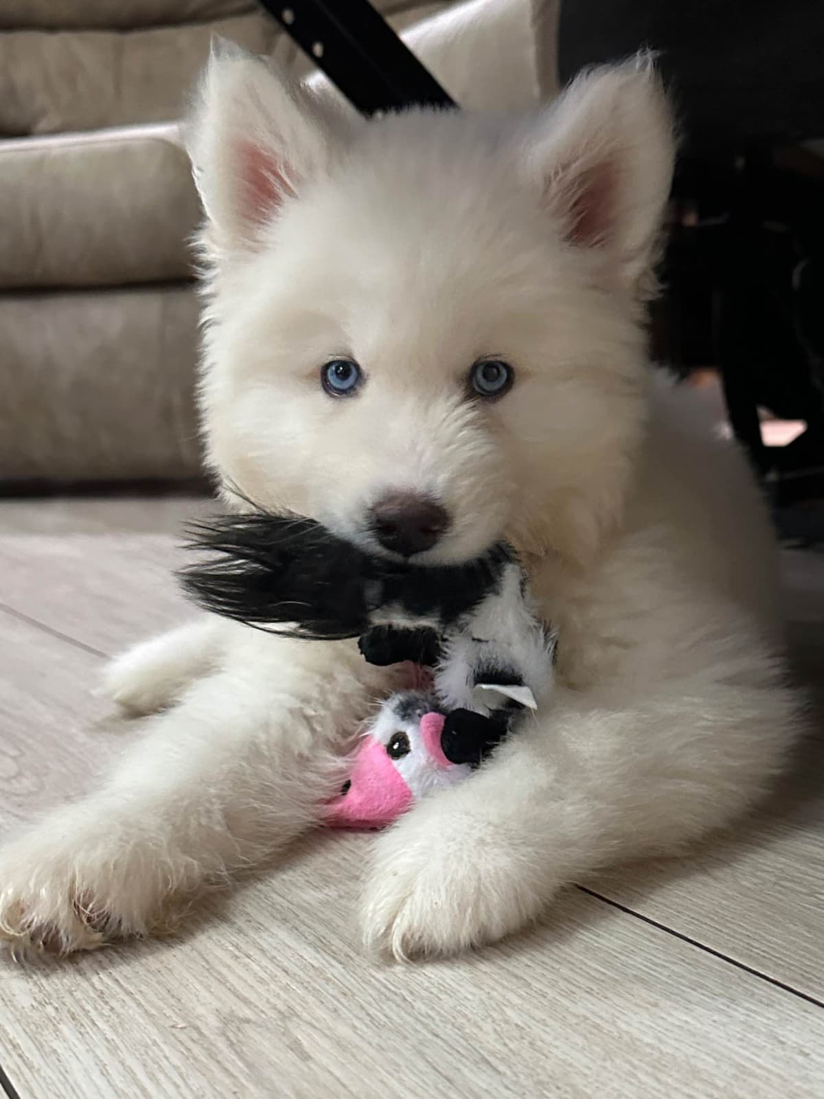 Siberian Husky Puppies Red & White breeder image 22