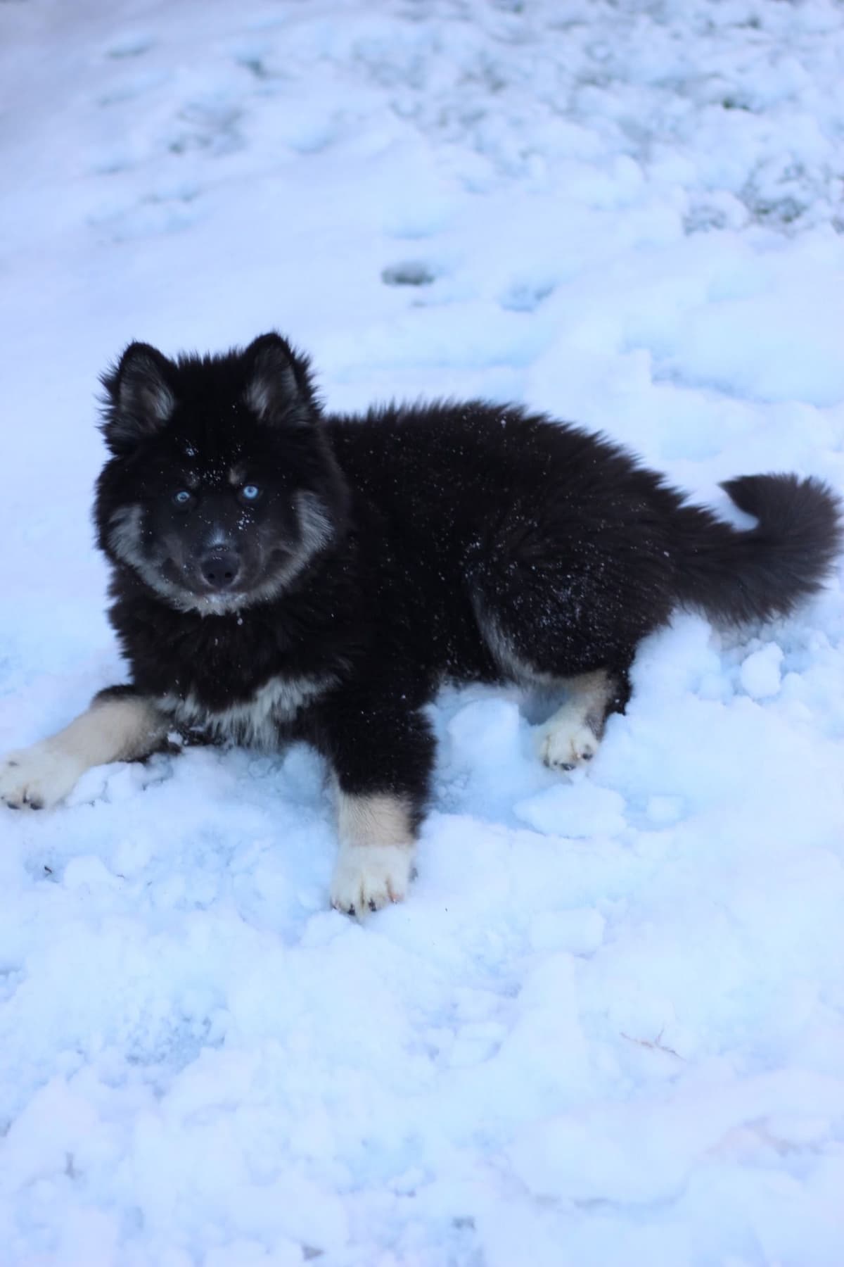 Siberian Husky Puppies Red & White breeder image 24