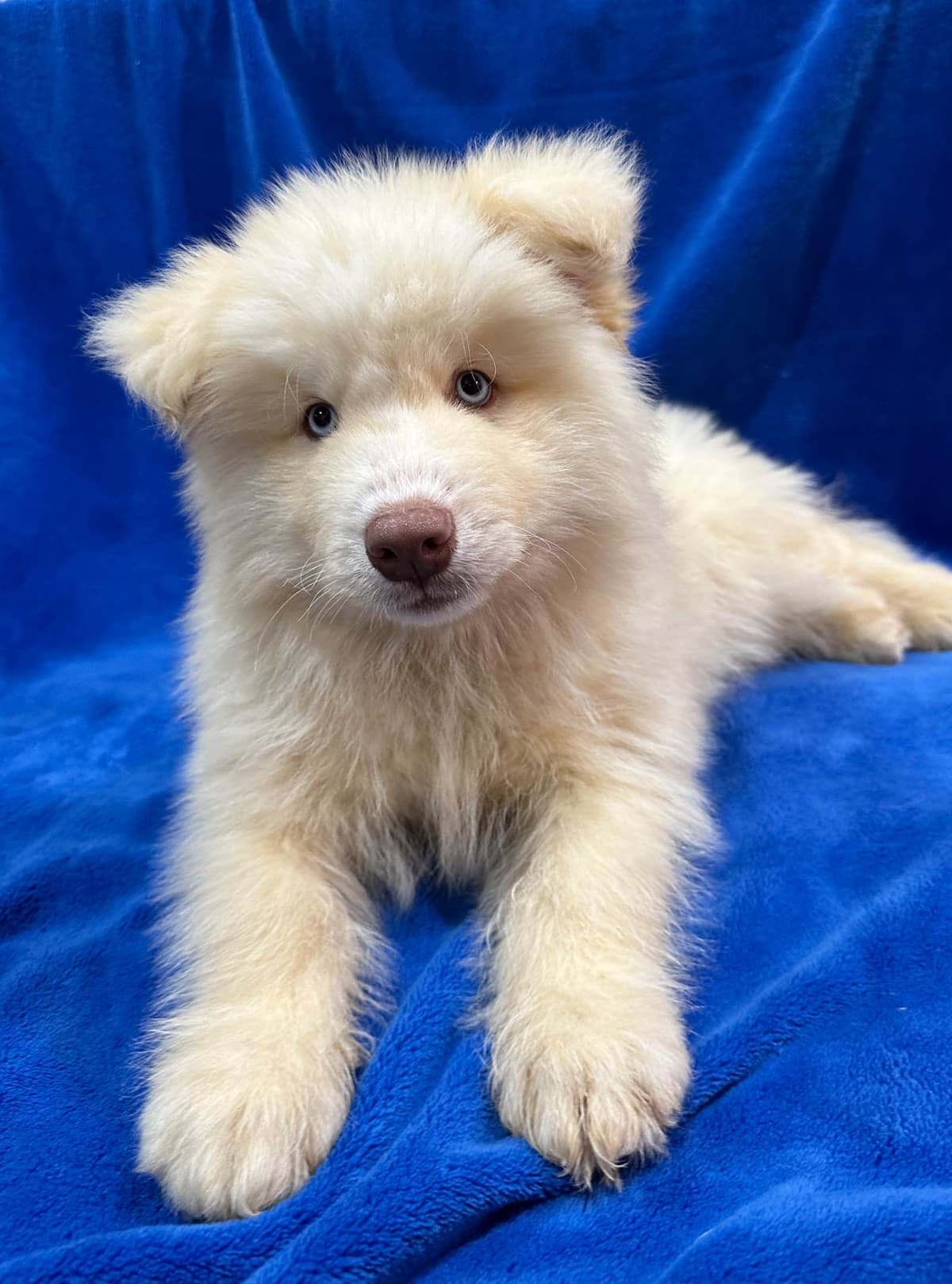Siberian Husky Puppies Red & White breeder image 25