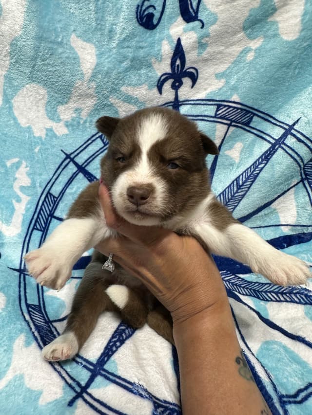 Siberian Husky Puppies Red & White media 6