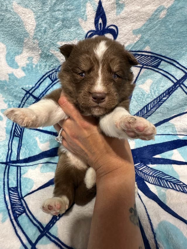Siberian Husky Puppies Red & White media 11