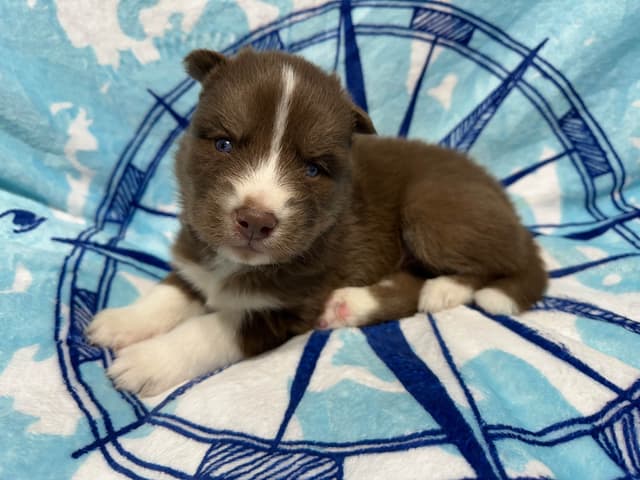 Siberian Husky Puppies Red & White media 12