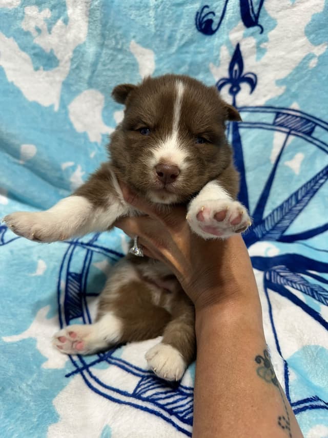 Siberian Husky Puppies Red & White media 13