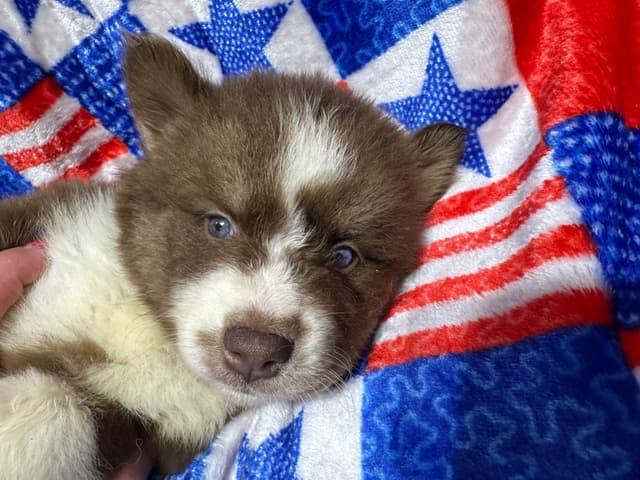 Siberian Husky Puppies Red & White media 16