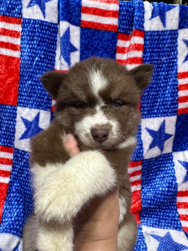 Siberian Husky Puppies Red & White media 15