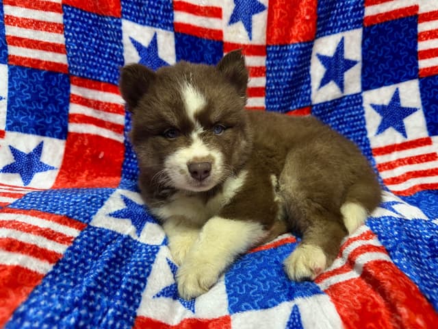 Siberian Husky Puppies Red & White media 17