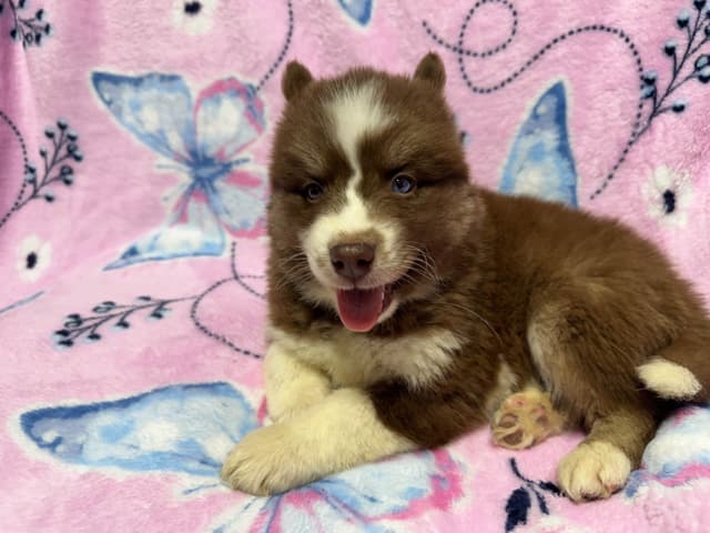 Siberian Husky Puppies Red & White media 4
