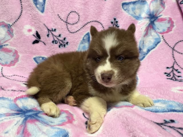 Siberian Husky Puppies Red & White media 18