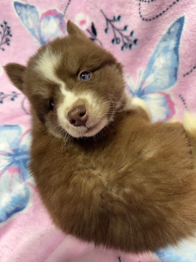 Siberian Husky Puppies Red & White media 5