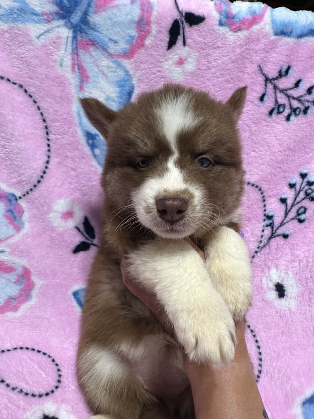 Siberian Husky Puppies Red & White media 19