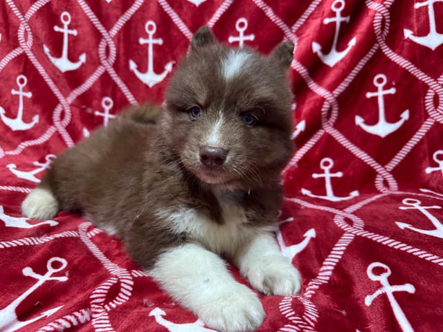 Siberian Husky Puppies Red & White media 7