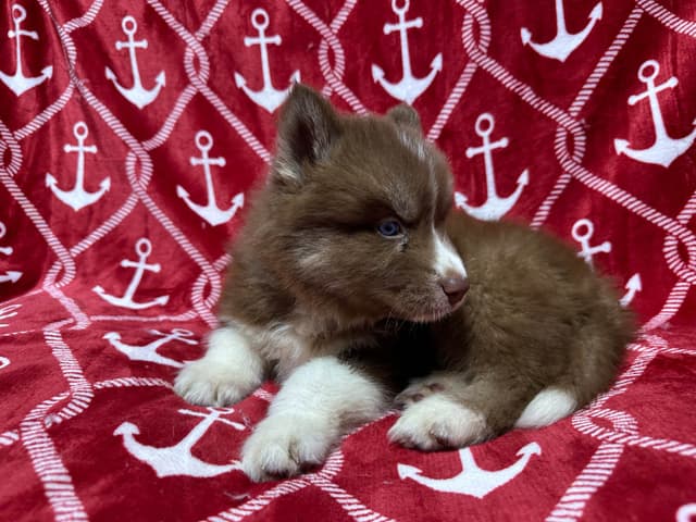 Siberian Husky Puppies Red & White media 20