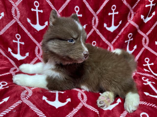 Siberian Husky Puppies Red & White media 21