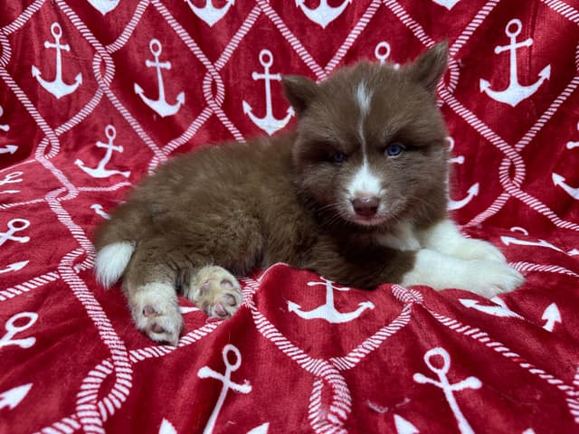 Siberian Husky Puppies Red & White media 10