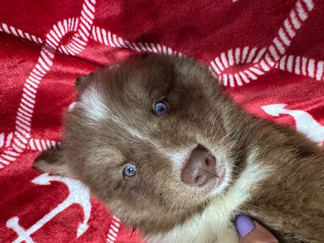 Siberian Husky Puppies Red & White media 22