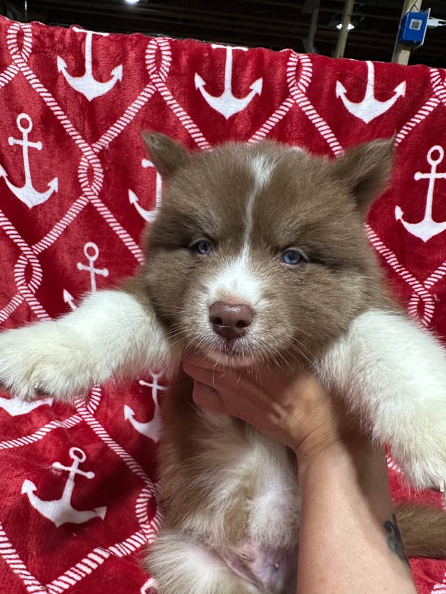 Siberian Husky Puppies Red & White media 23