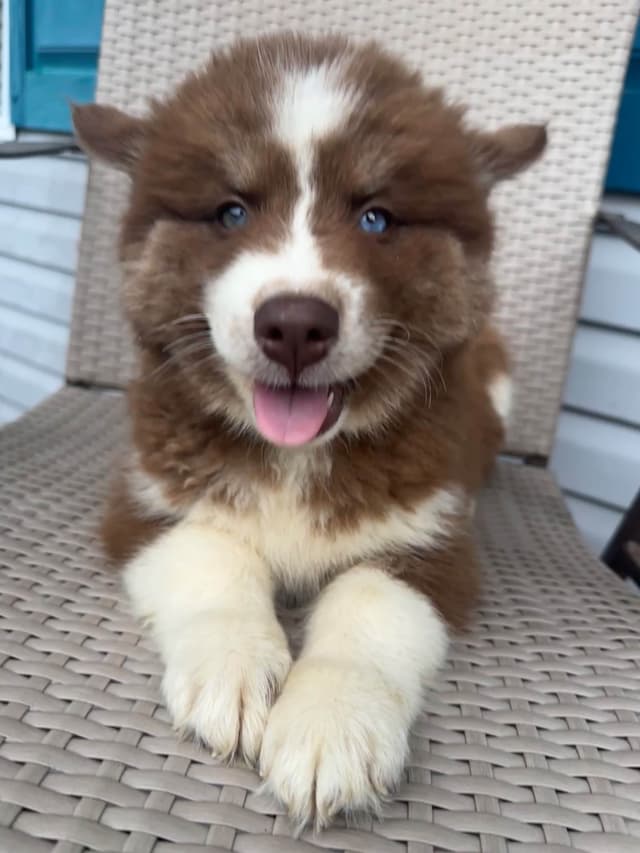 Siberian Husky Puppies Red & White media 2