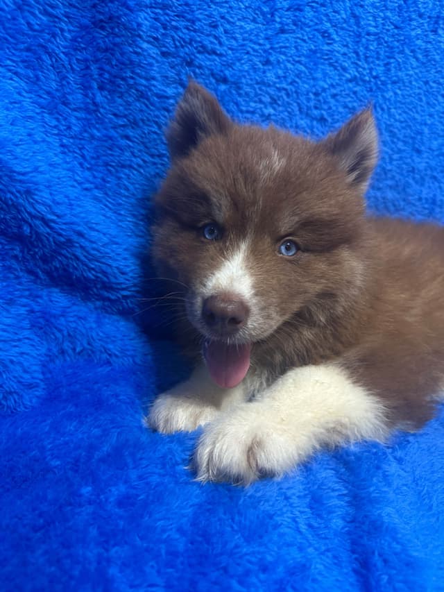 Siberian Husky Puppies Red & White media 3