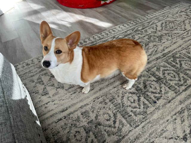 Pembroke Welsh Corgi Puppies media 2