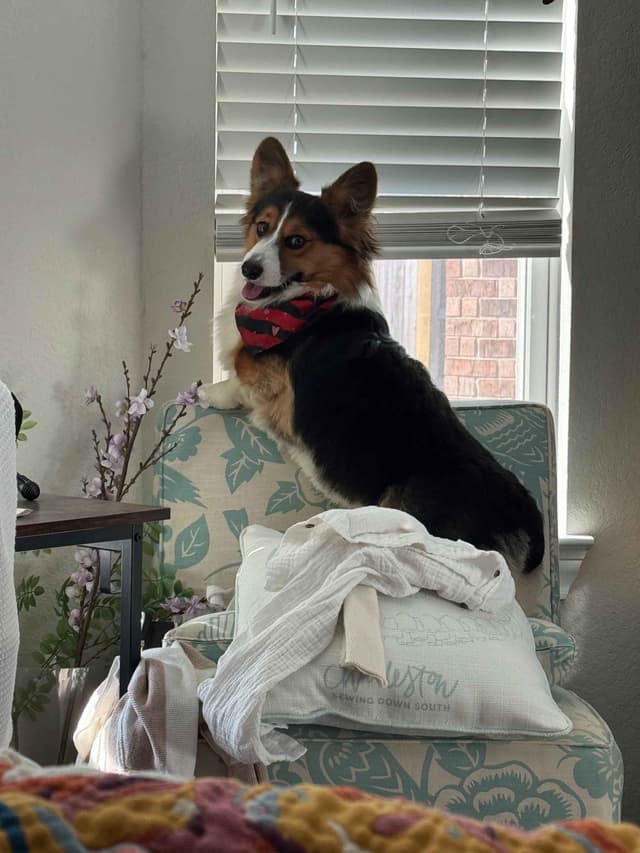 Pembroke Welsh Corgi Puppies media 3