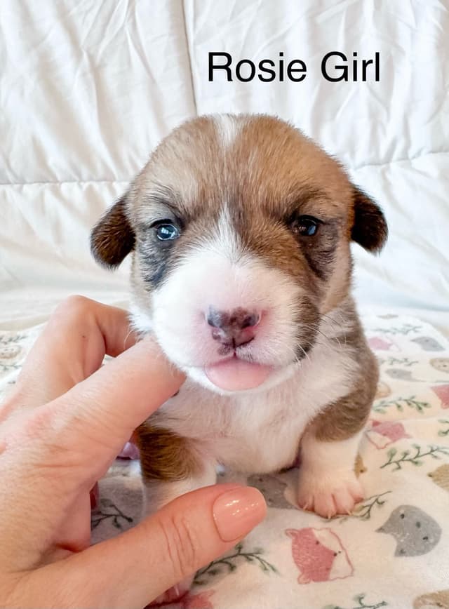 Pembroke Welsh Corgi Puppies media 6