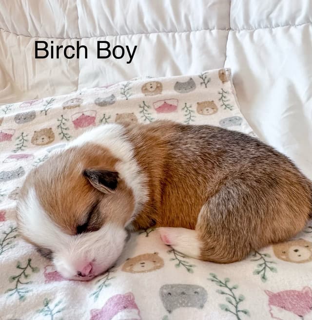 Pembroke Welsh Corgi Puppies media 7