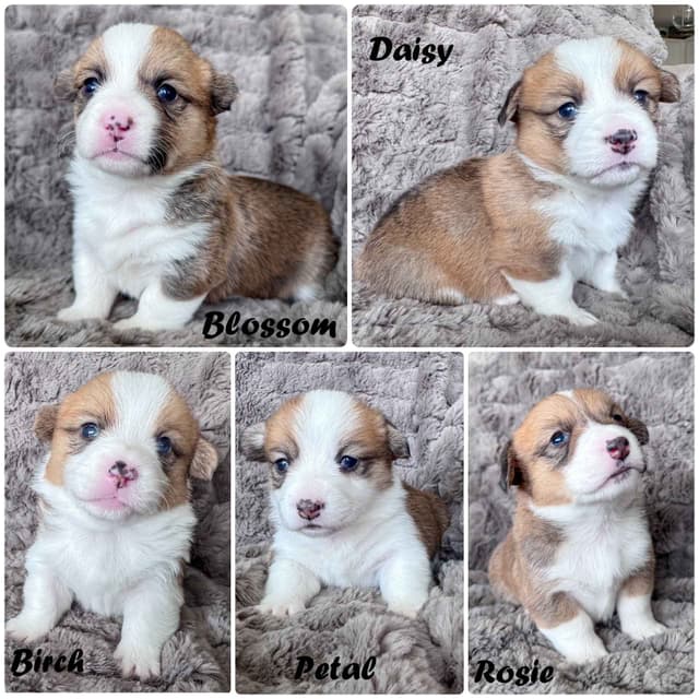 Pembroke Welsh Corgi Puppies media 9