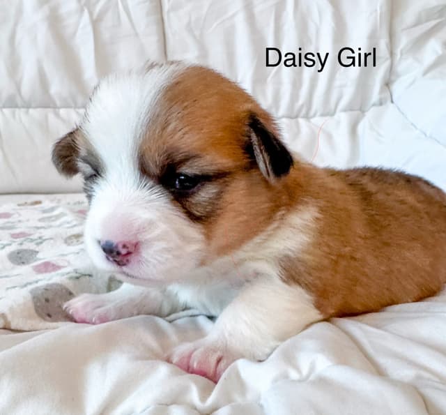Pembroke Welsh Corgi Puppies media 10