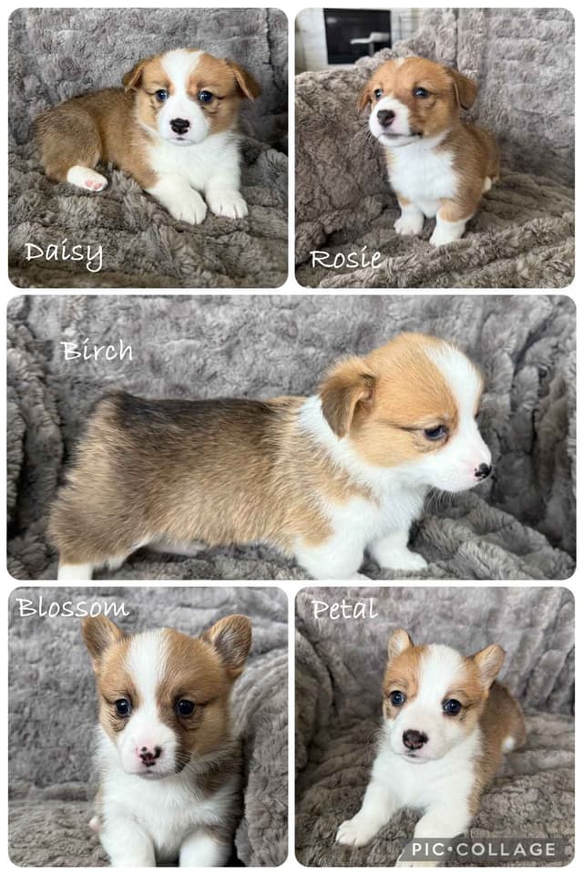 Pembroke Welsh Corgi Puppies media 12